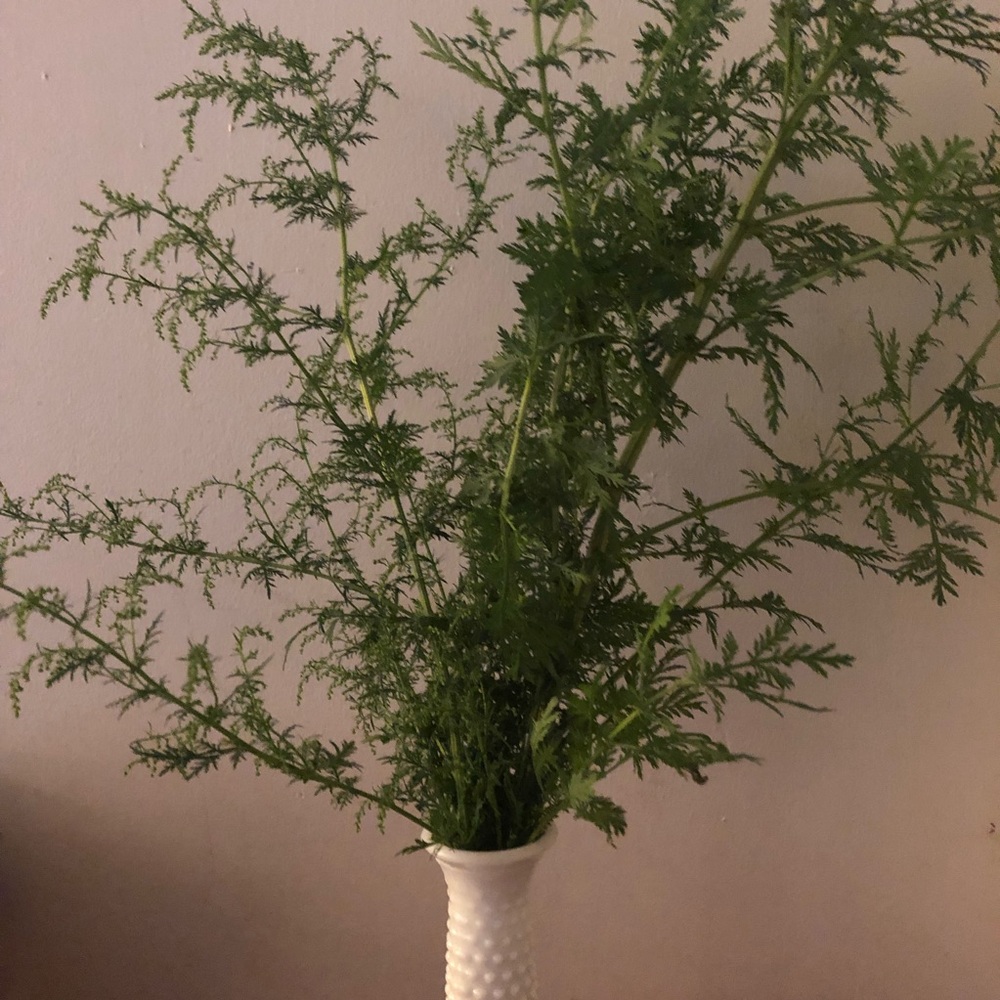 Meet your Posher, Maggie